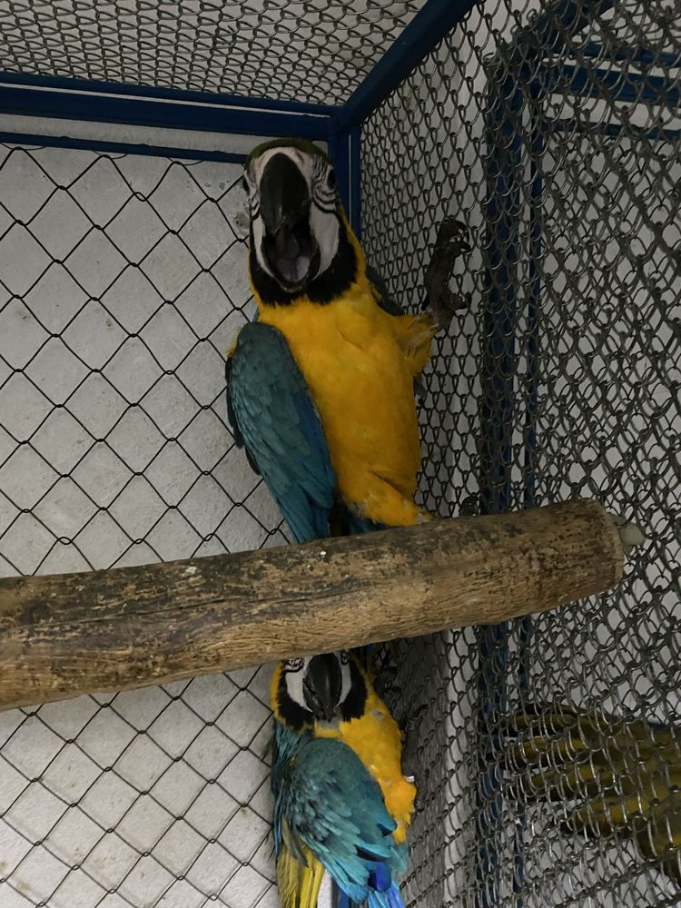 Vand doi masculi papagali ara ararauna 2023