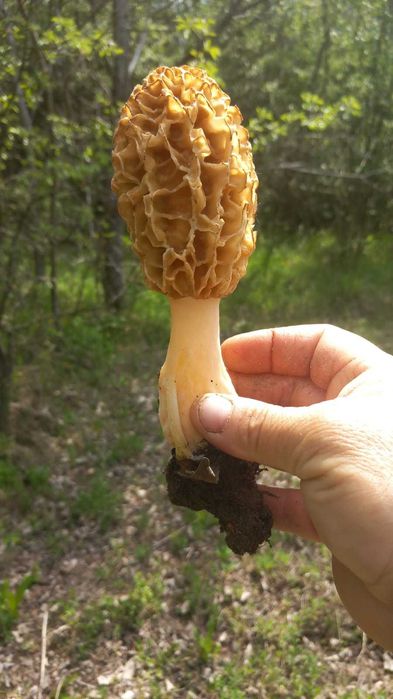 Zbarciogi morcela esculenta