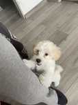 Catel bichon maltez