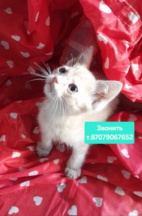Котёнок мальчик 2.5 мес