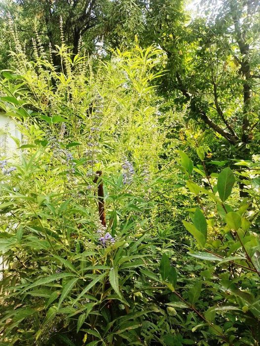 Муқаддас Витекс - Марям дарахти - Витекс священный - Авраамово дерево