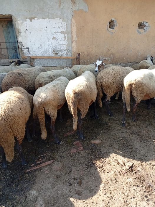 Vând oi de sacrificat sau de prasila