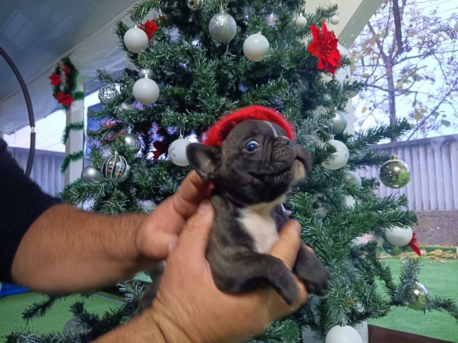 Френски булдог french bulldog