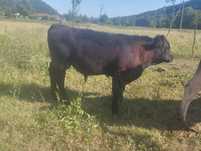 Vând tăuras Angus