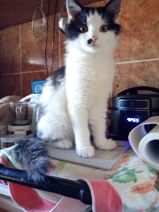 Pisicuți spre adopție