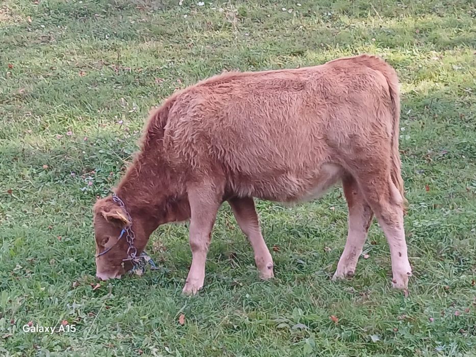 Vând juninci de 7 luni