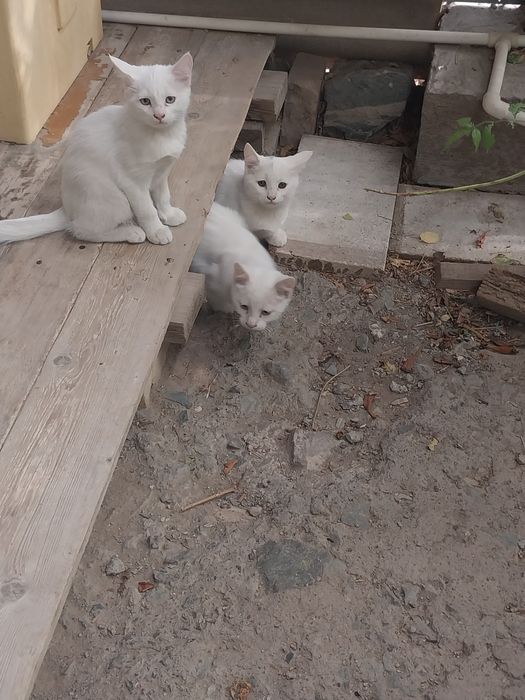 Котята белого цвета.