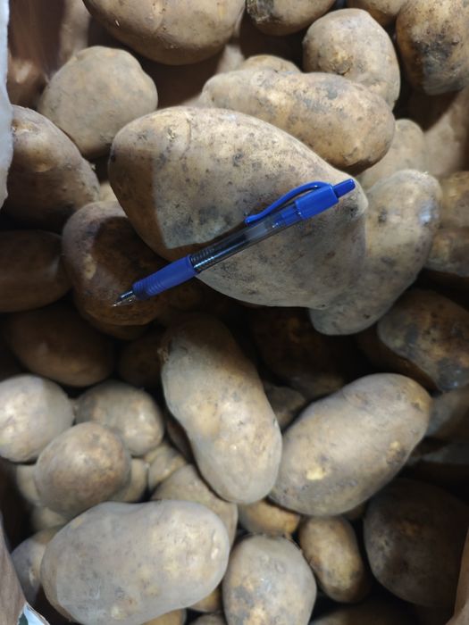 Vând cartofi de consum, calitate foarte bună ideali pentru aproviziona