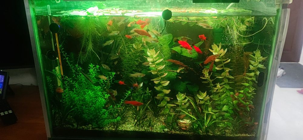 Acvariu complet cu pești si plante