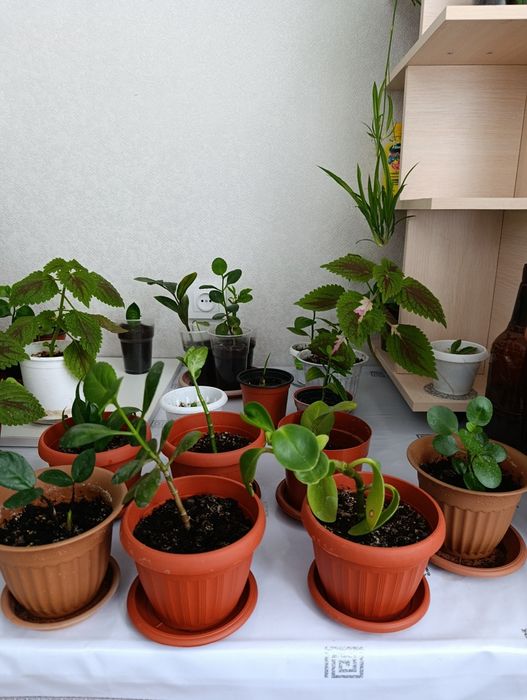 Продается домашние растения.