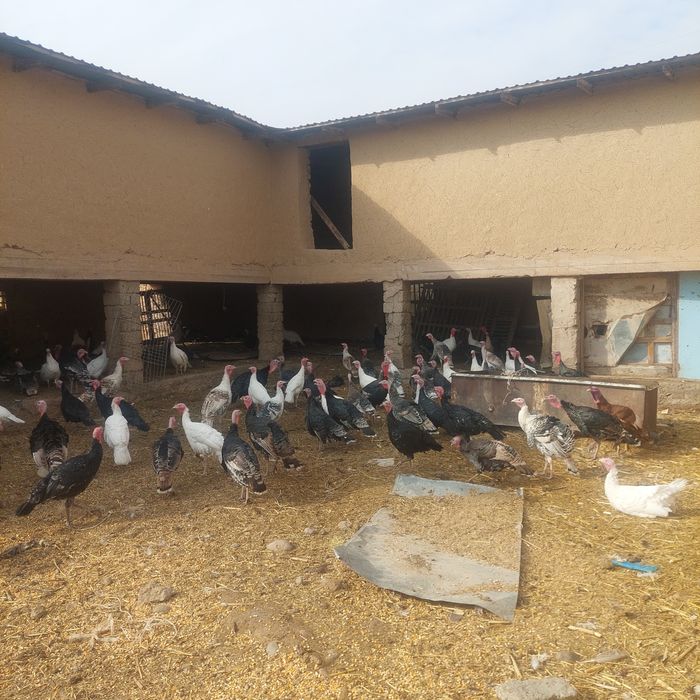 Kurakalar sotiladi Tuxum qoʻyiwi bowlagan