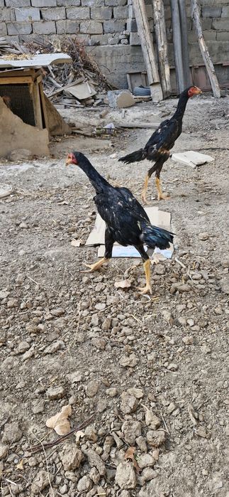 жужа 4ой декан      хуруз