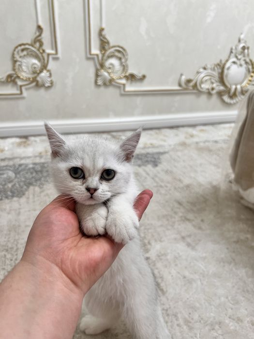 Мушукча тоза зотлик серебристий шиншила