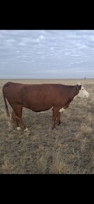 Сауын сиырлар сатылады