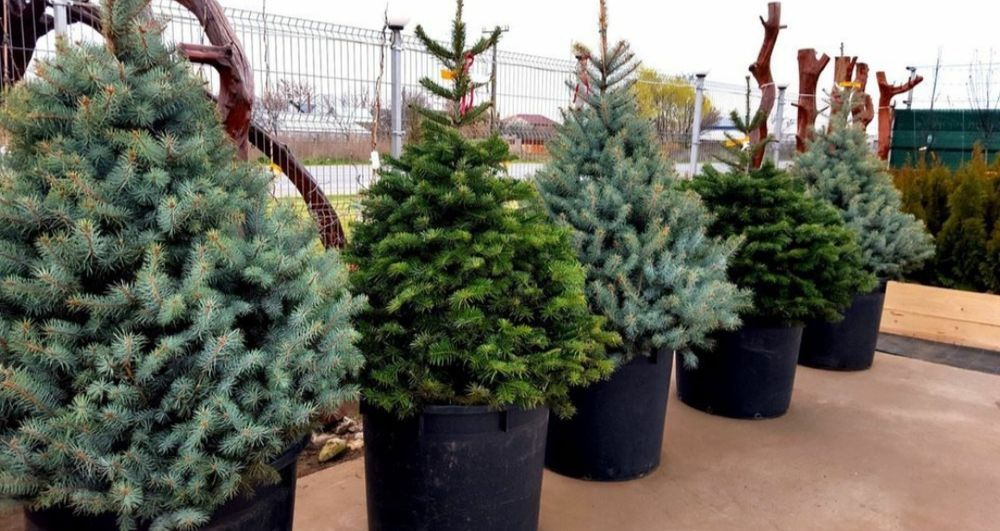 Brad argintiu la ghiveci ( vand brazi verzi hoopsii ) abia, picea etc