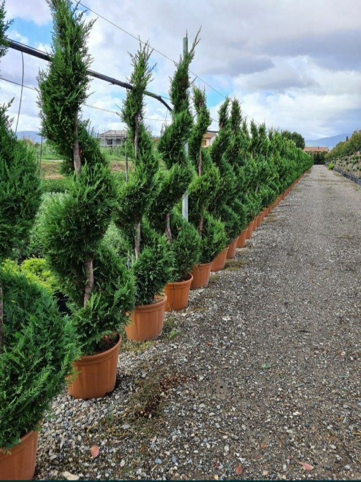 Plante ornamentale tuia smarald Tuia Leilandi columnari