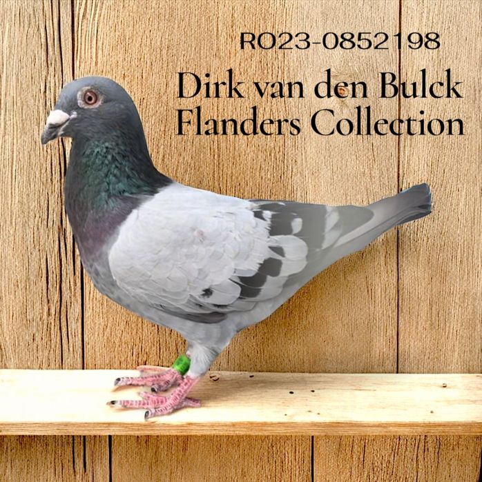 Ocazie!Porumbei cu pedigree reprodusi din originali