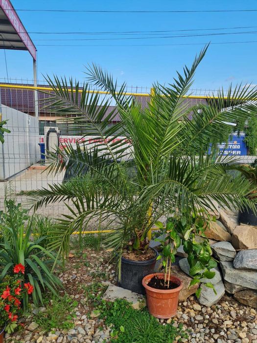 Alege Plante Ornamentale de Calitate Superioară pentru Grădina Ta