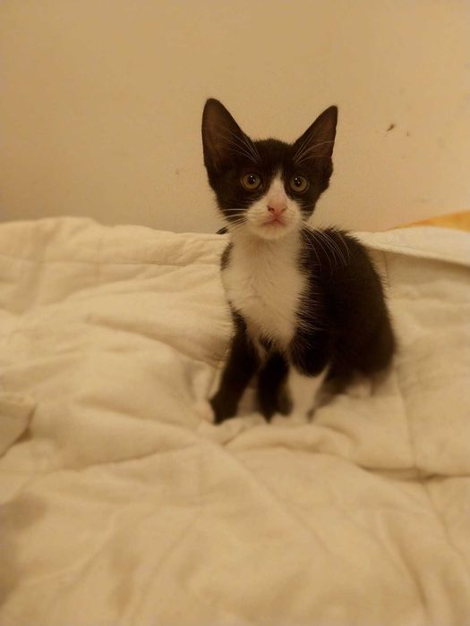 Pui pusica adoptie