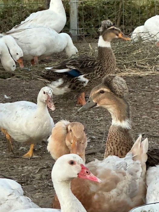 Rate motate. Si picheri