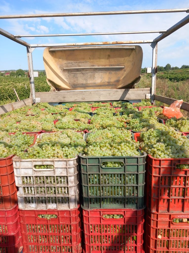 Vând struguri de vin cu transport gratuit la domiciliu în toată tara