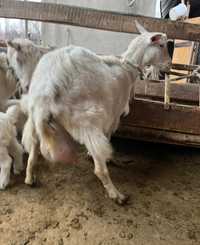Заненские козы беременые очень хорошые первы окот 75000