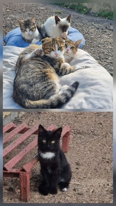 Отдам котят в добрые руки
