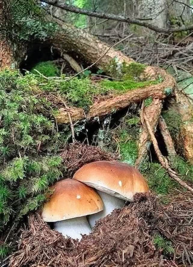 Прясна и суха борова манатарка, пачи крак