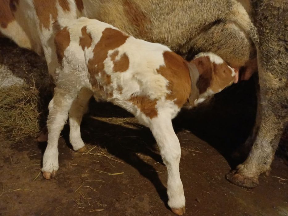 De vânzare Mehedinți