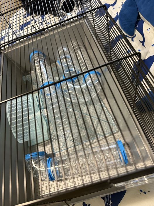 Cusca hamsteri pitici