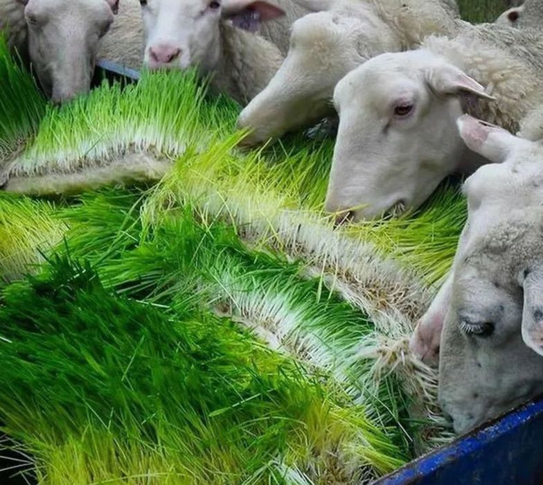 Гидропоника, зеленый корм, свежая зелень