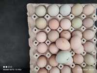 Oua de casa de la găini crescute la țară