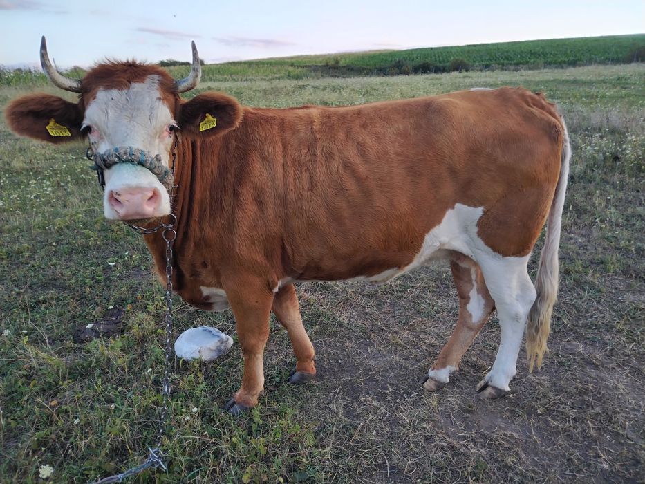 Vând juninca tanara