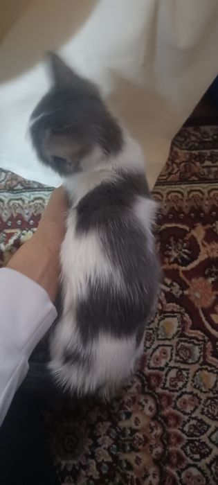 Mushuk hadyaga beriladi