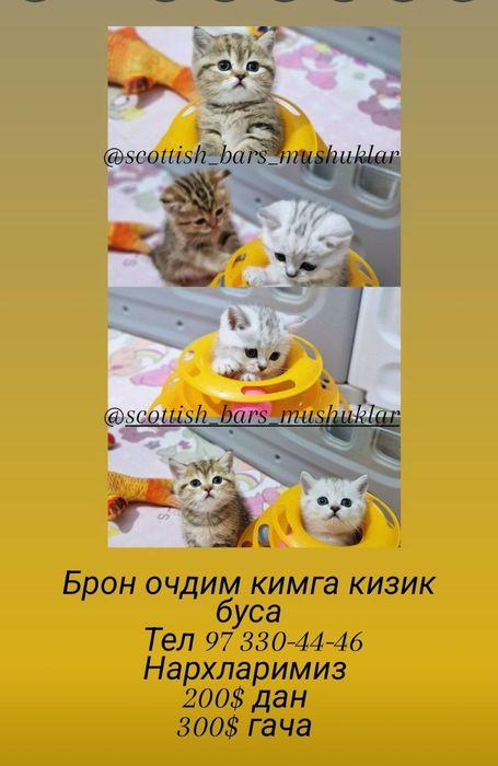 Мушук зотдор  кошка  котёнок