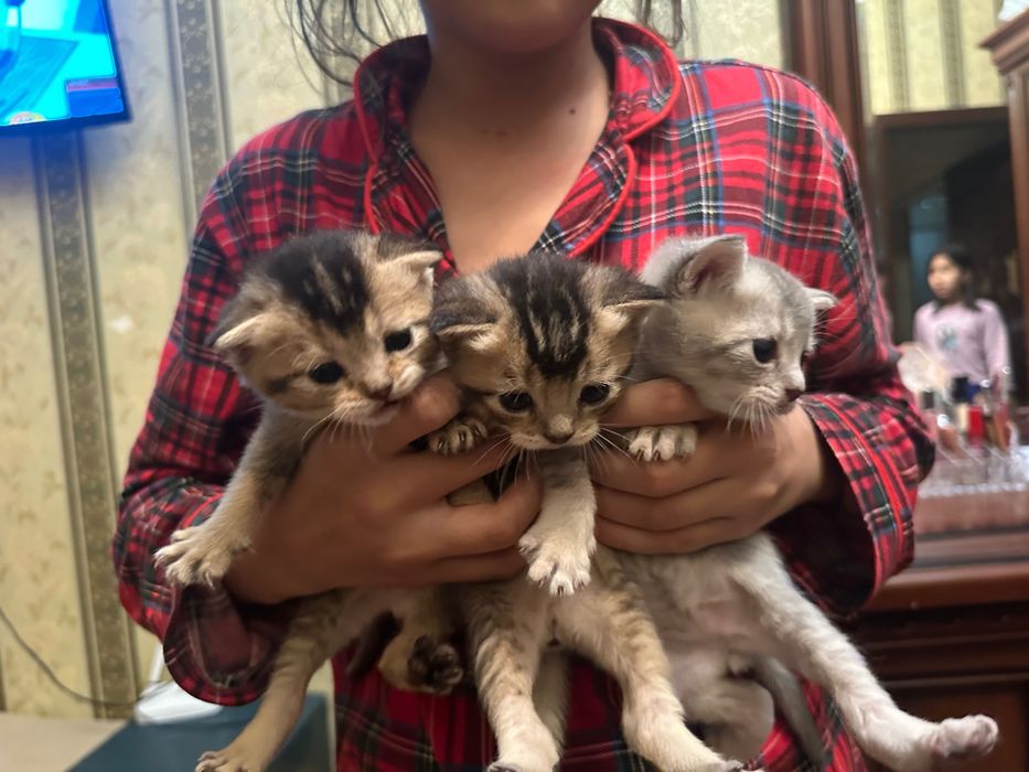 Скотиш фолд и скотиш страйд