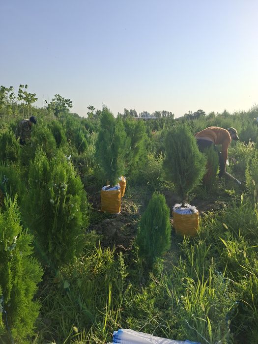 Xarxil turdagi manzarali ko‘chatlar