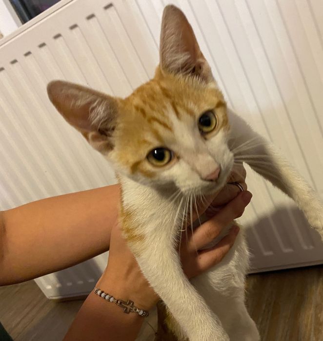 Dau spre adopție 4 pisicuțe adorabile!