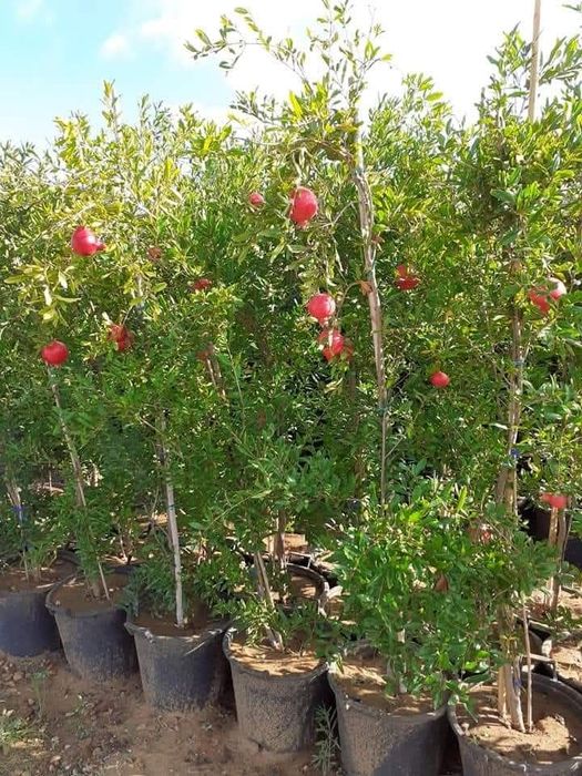 Rodiu Parfianka anul 2 la ghiveci