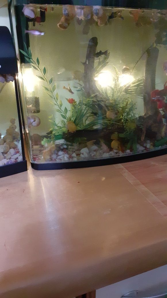 Vand pesti guppy xifori mecii pomaceea etc