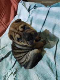 Cățeluși Shar pei