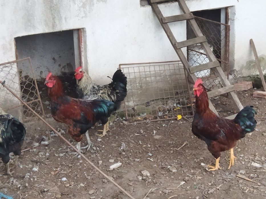 Vând cocosi din rase mixte