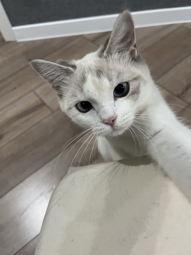 кошка девочка 1 год