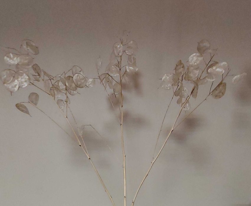 Vand  planta uscata  si seminte  Argintii lui Iuda  Lunaria Annua