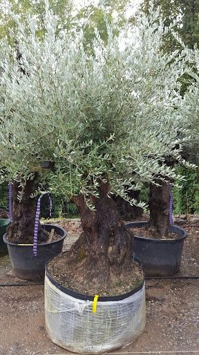 Maslin secular ( batran, gros ) Olea europaea,plante exotice, palmieri