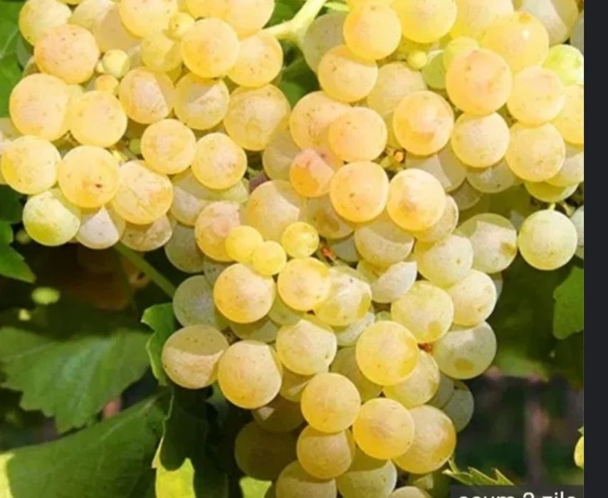 Struguri de vin.