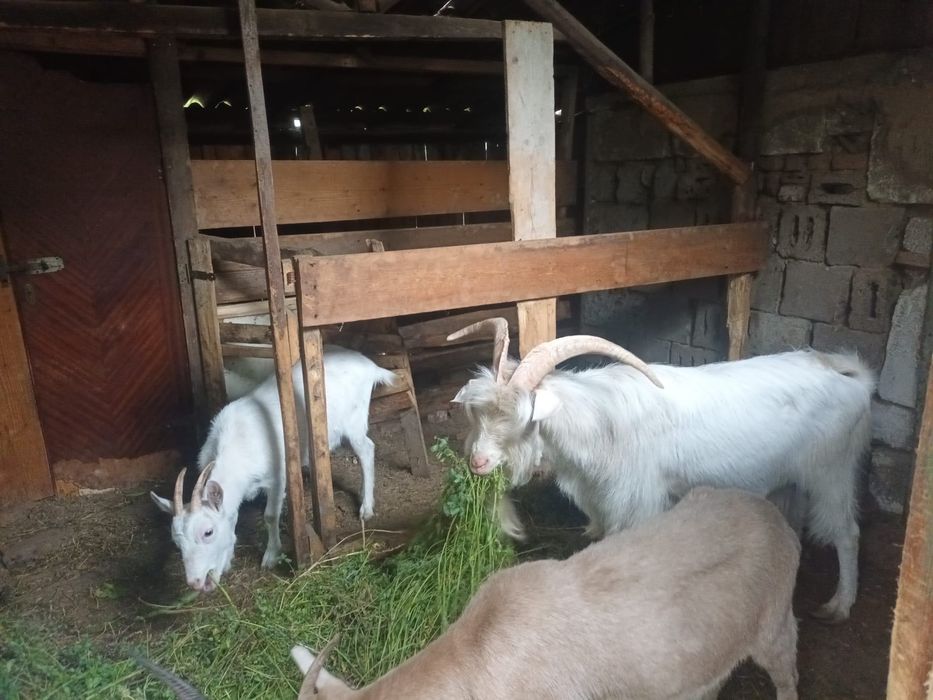 Capre sanen un țap și 3 capri disponibile