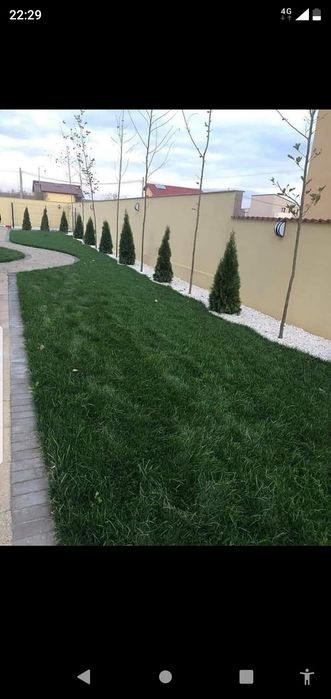 Transformați spațiul verde cu plante ornamentale