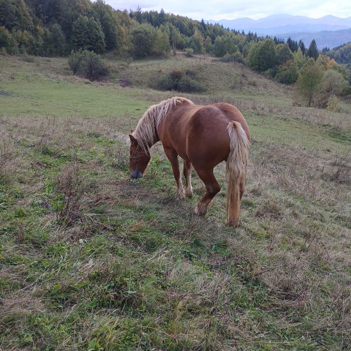De vânzare 2 mânze