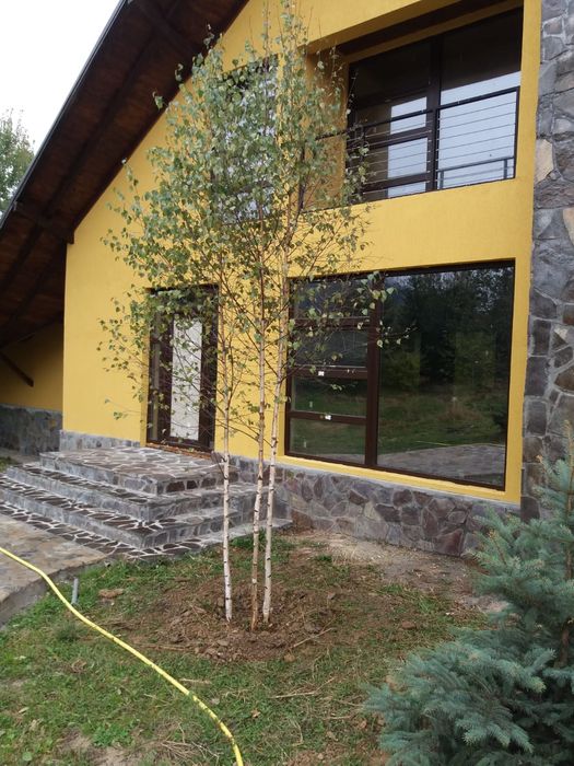 Vand mesteacăn cu coaja albă și tei de floare